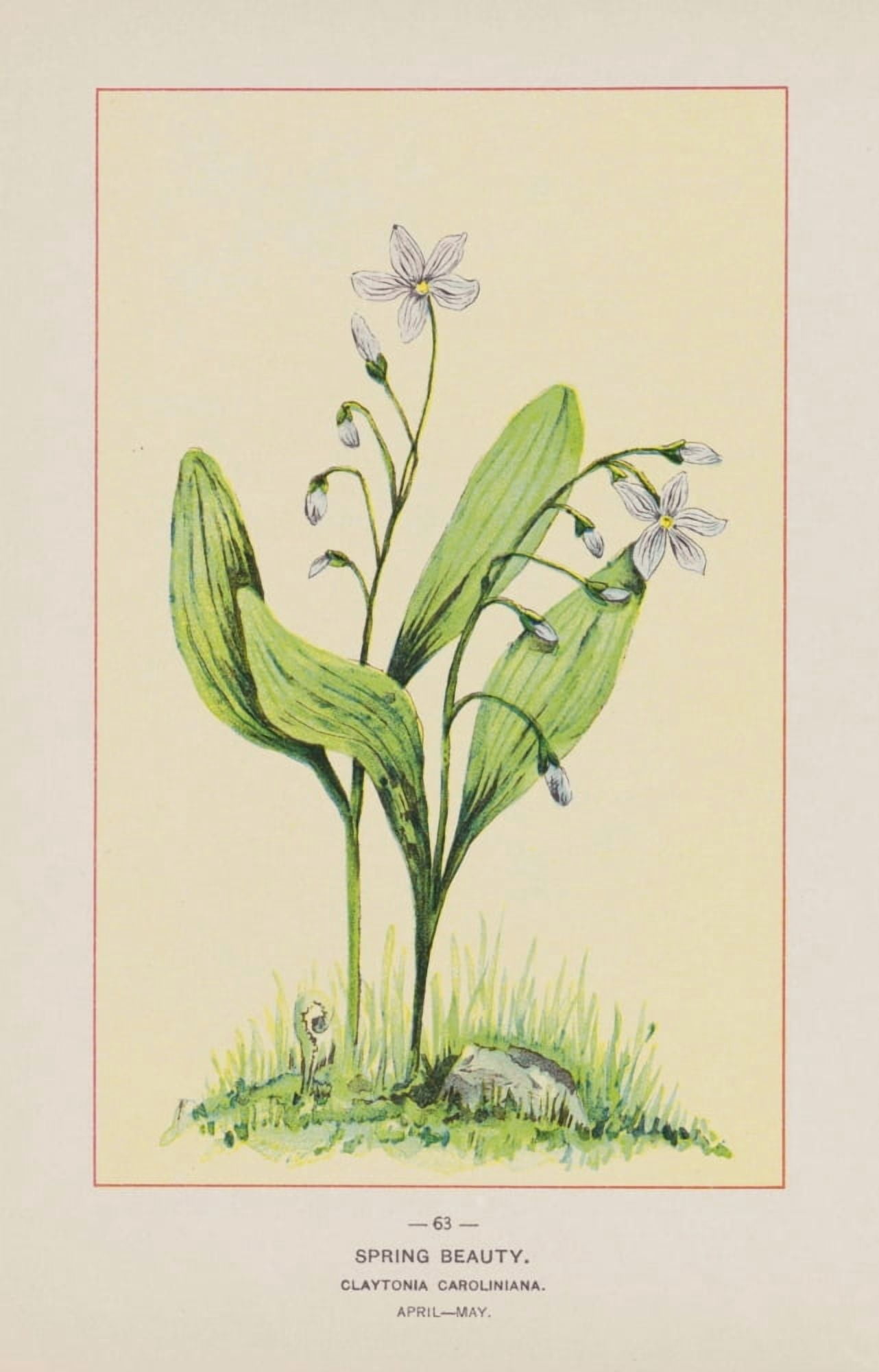 Posterazzi Wild Flowers of America 1894 Spring Beauty Canvas Art - Unknown (24 x 36)