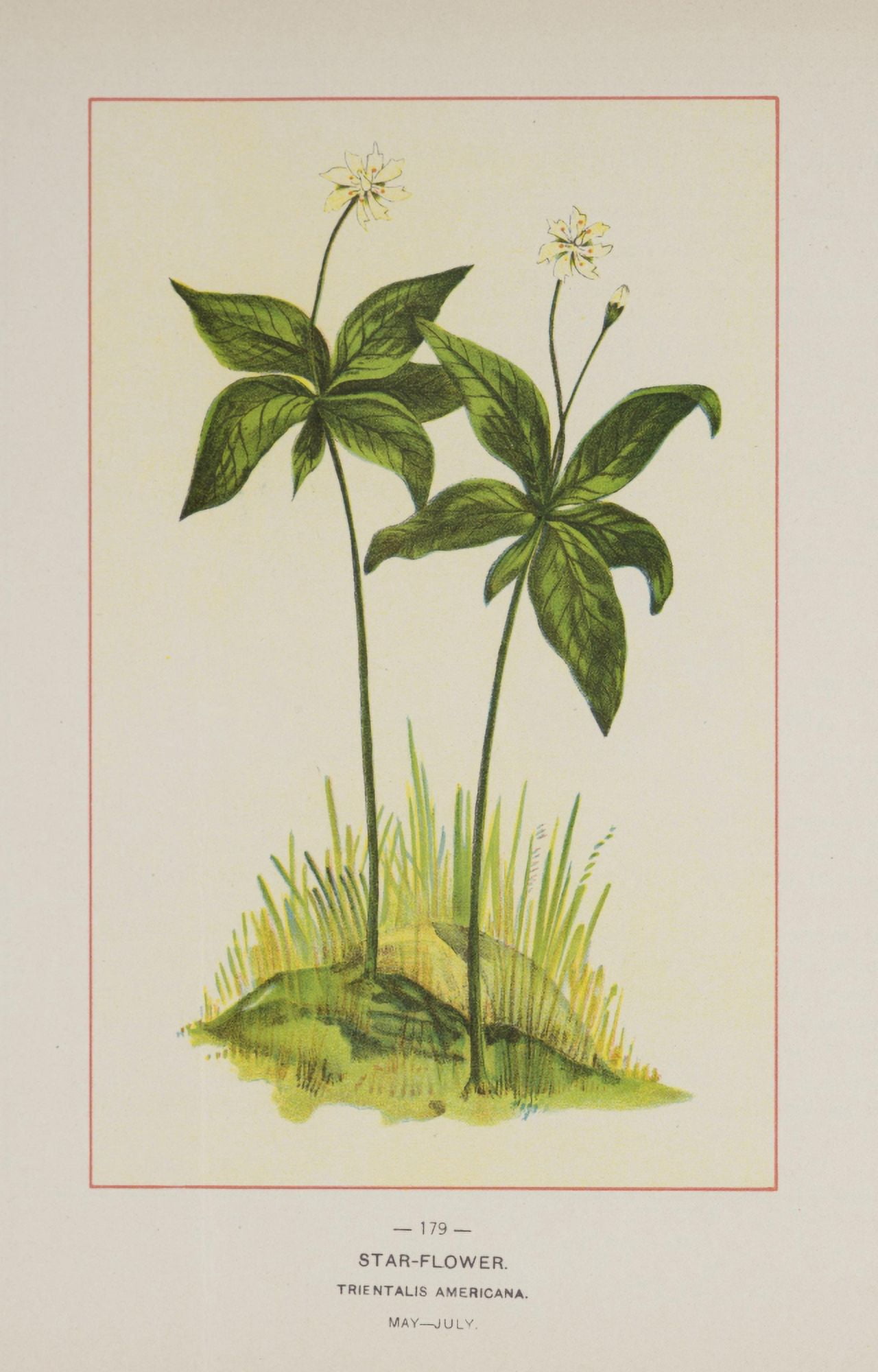 Posterazzi Wild Flowers of America 1894 Star-flower Canvas Art - Unknown (24 x 36)