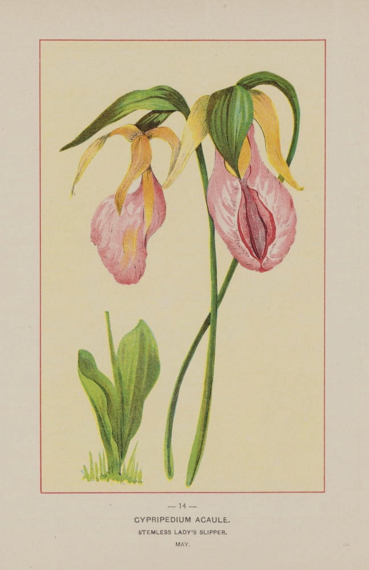 Posterazzi Wild Flowers of America 1894 Stemless Ladys Slipper Canvas Art - Unknown (24 x 36)