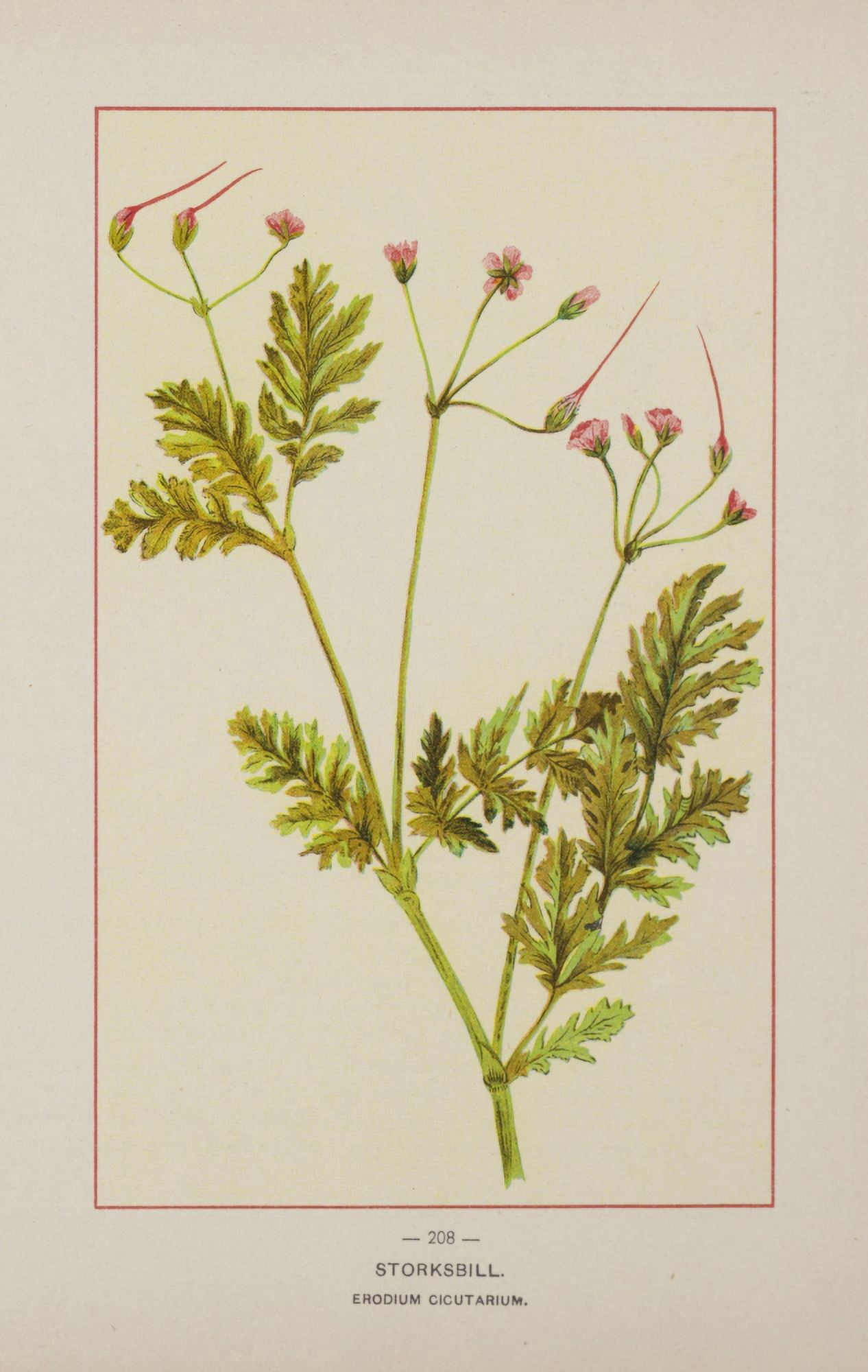 Posterazzi Wild Flowers of America 1894 Storksbill Canvas Art - Unknown (24 x 36)