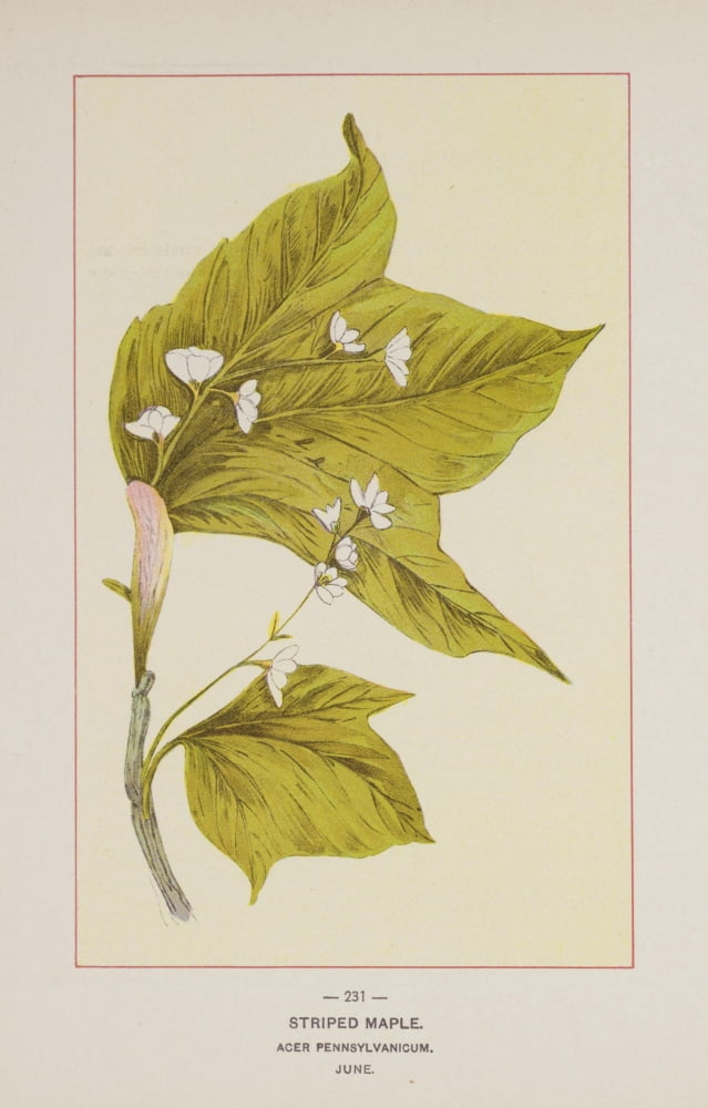 Posterazzi Wild Flowers of America 1894 Striped Maple Canvas Art - Unknown (24 x 36)