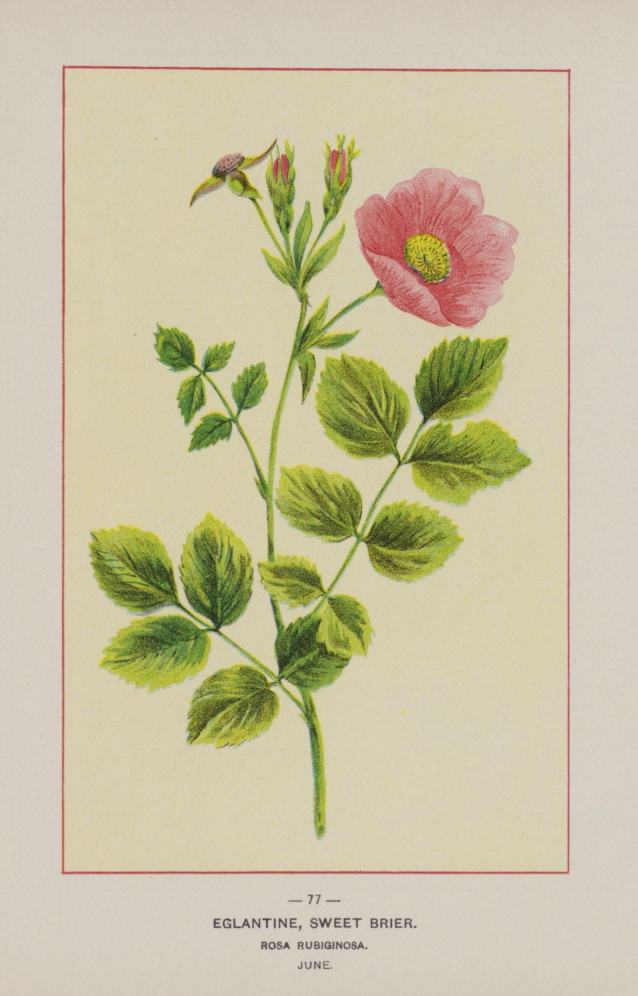 Posterazzi Wild Flowers of America 1894 Sweet Brier Canvas Art - Unknown (24 x 36)