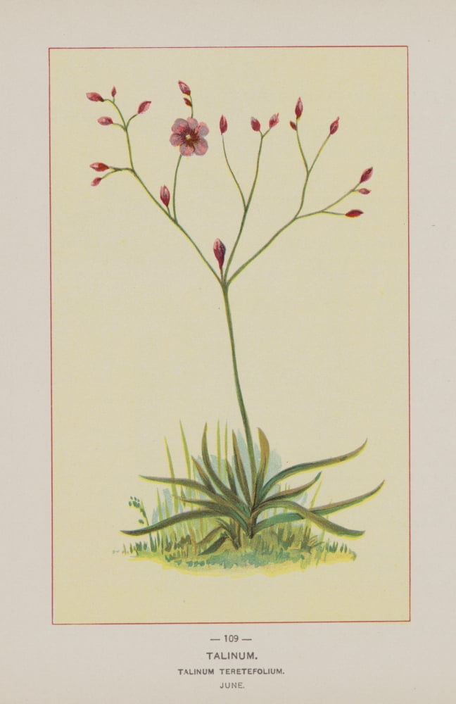 Posterazzi Wild Flowers of America 1894 Talinum Canvas Art - Unknown (24 x 36)