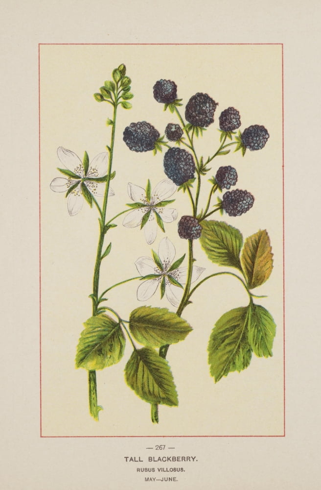 Posterazzi Wild Flowers of America 1894 Tall Blackberry Canvas Art - Unknown (24 x 36)