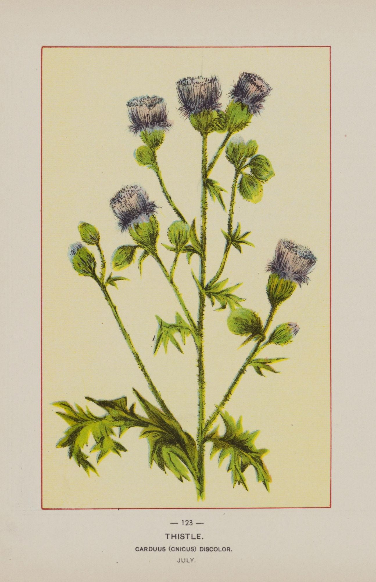 Posterazzi Wild Flowers of America 1894 Thistle Canvas Art - Unknown (24 x 36)
