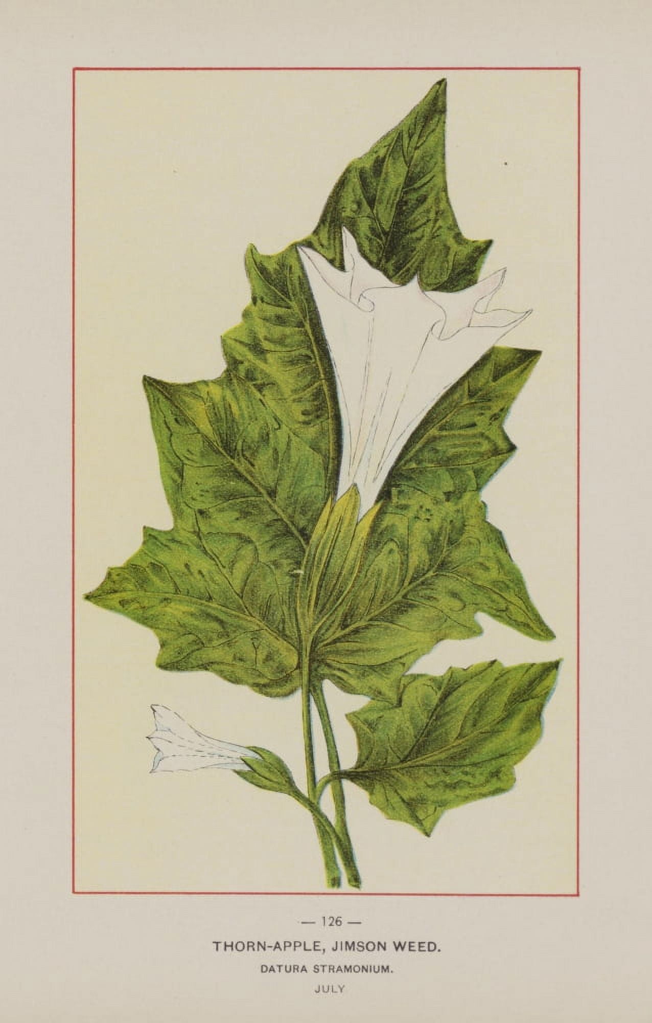 Posterazzi Wild Flowers of America 1894 Thorn-apple Canvas Art - Unknown (24 x 36)