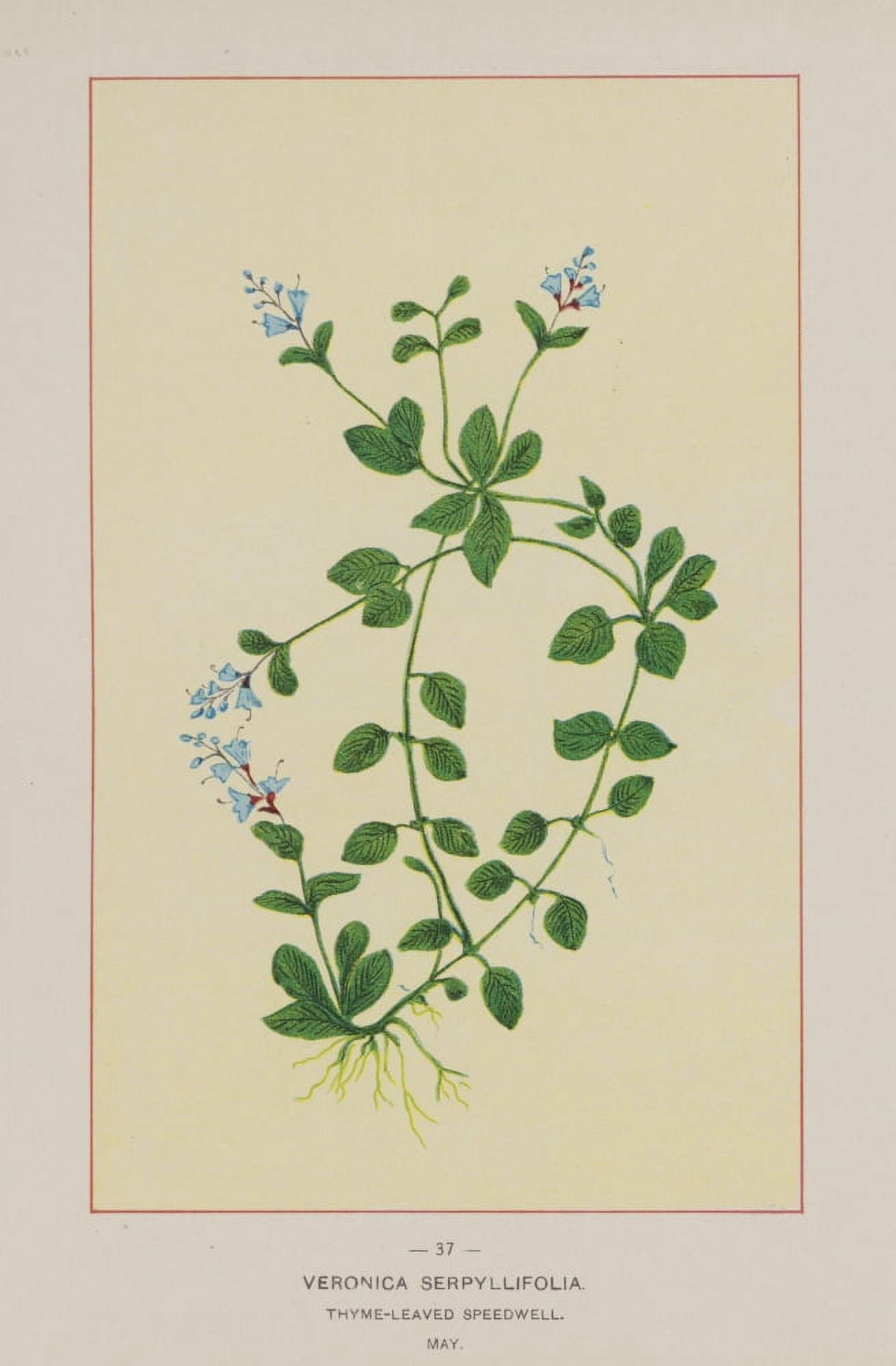 Posterazzi Wild Flowers of America 1894 Thyme-leaved Speedwell Canvas Art - Unknown (24 x 36)