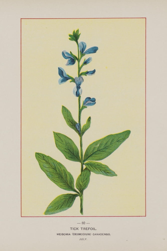 Posterazzi Wild Flowers of America 1894 Tick Trefoil Canvas Art - Unknown (24 x 36)