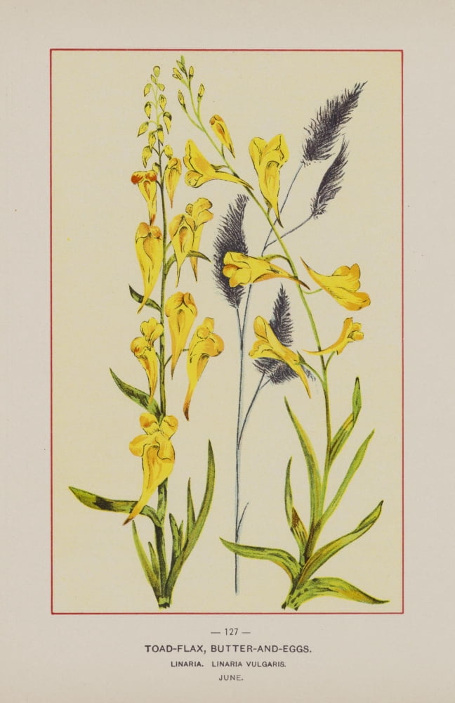 Posterazzi Wild Flowers of America 1894 Toad-flax Canvas Art - Unknown (24 x 36)