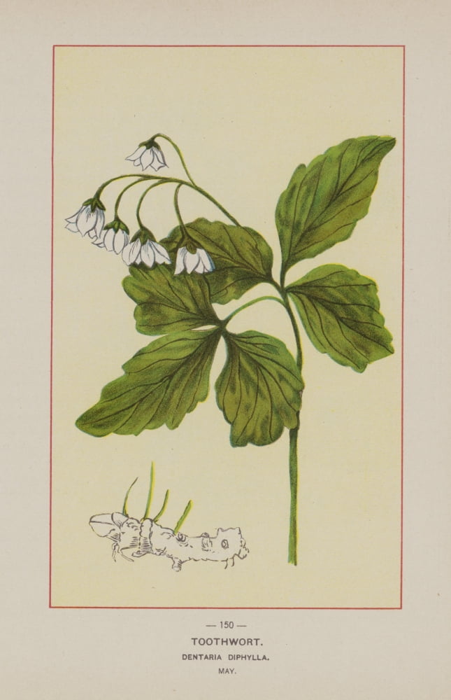 Posterazzi Wild Flowers of America 1894 Toothwort Canvas Art - Unknown (24 x 36)