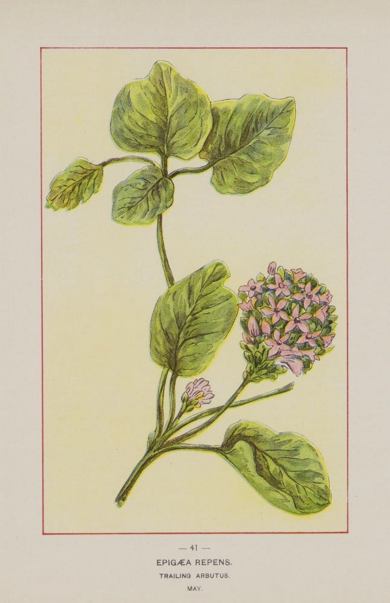 Posterazzi Wild Flowers of America 1894 Trailing Arbutus Canvas Art - Unknown (24 x 36)