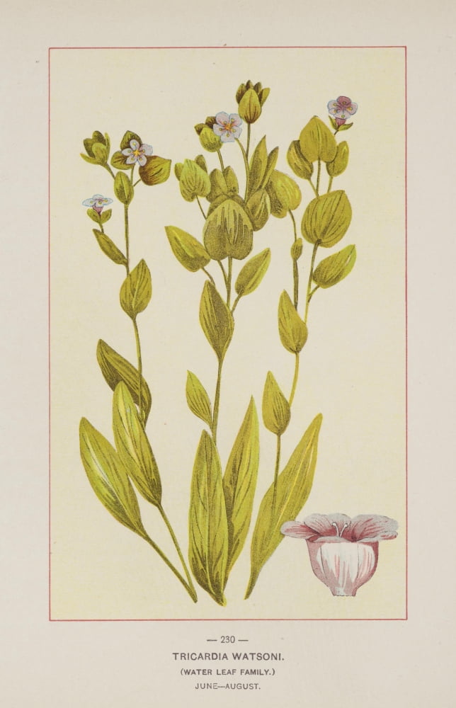 Posterazzi Wild Flowers of America 1894 Tricardia Watsoni Canvas Art - Unknown (24 x 36)