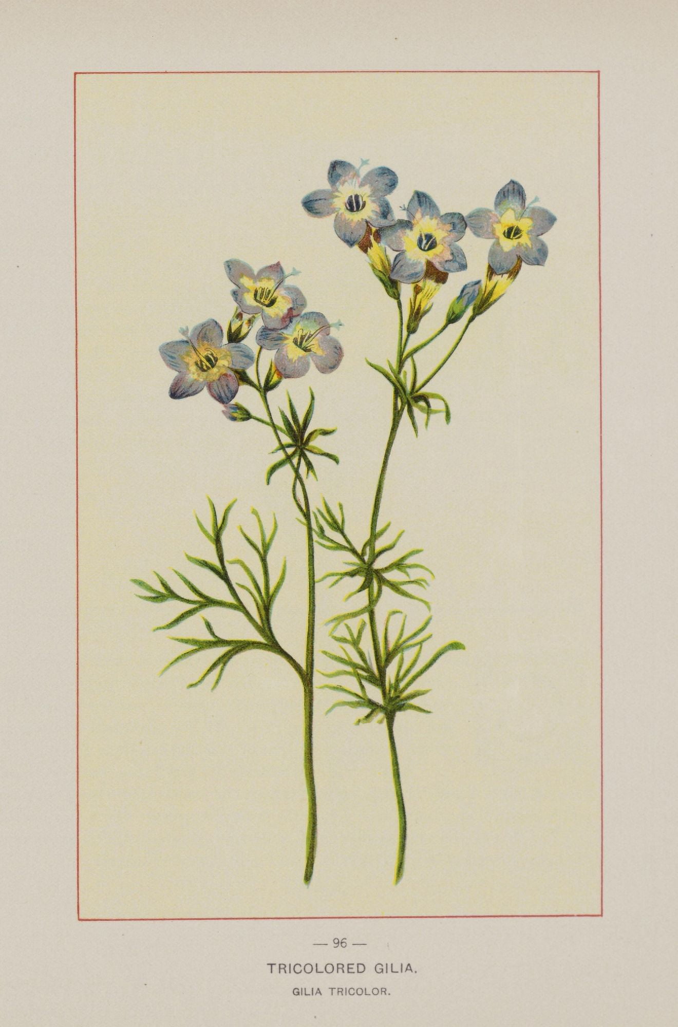 Posterazzi Wild Flowers of America 1894 Tricolored Gilia Canvas Art - Unknown (24 x 36)