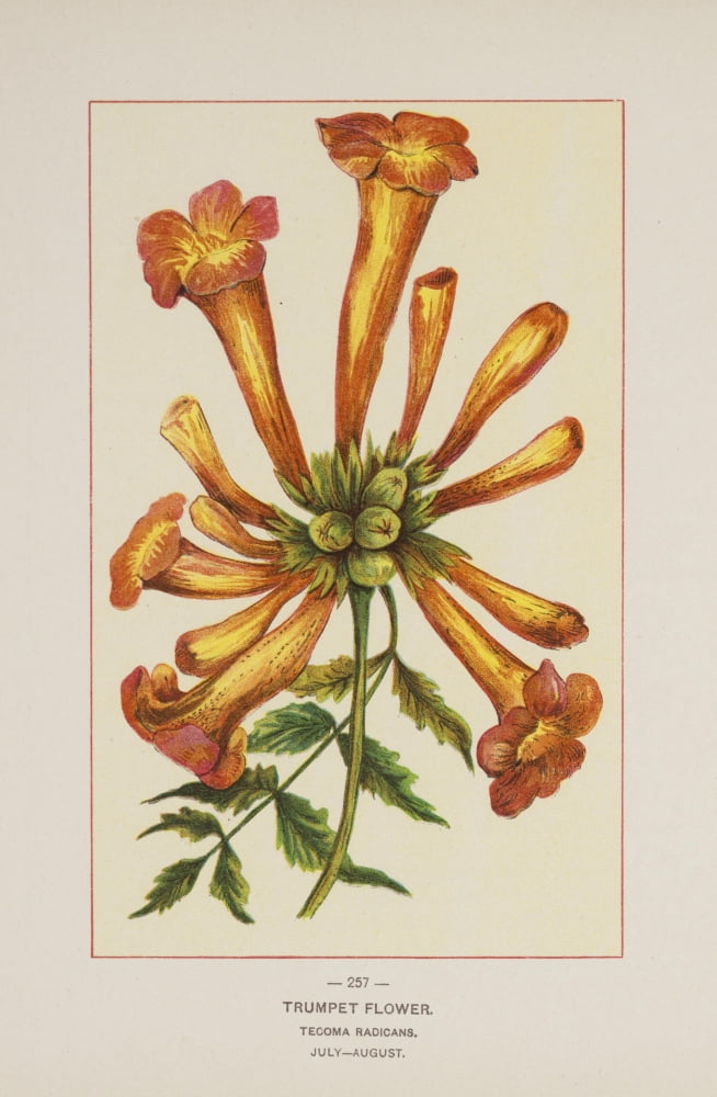 Posterazzi Wild Flowers of America 1894 Trumpet Flower Canvas Art - Unknown (24 x 36)