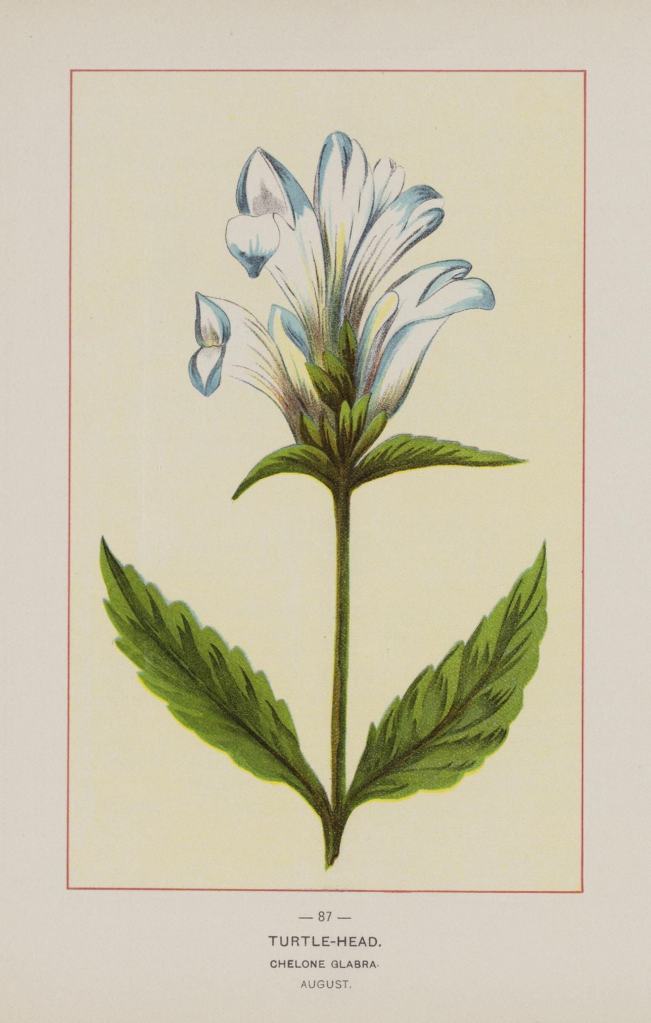 Posterazzi Wild Flowers of America 1894 Turtle-head Canvas Art - Unknown (24 x 36)