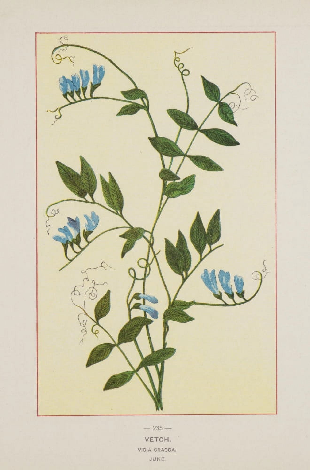 Posterazzi Wild Flowers of America 1894 Vetch Canvas Art - Unknown (24 x 36)