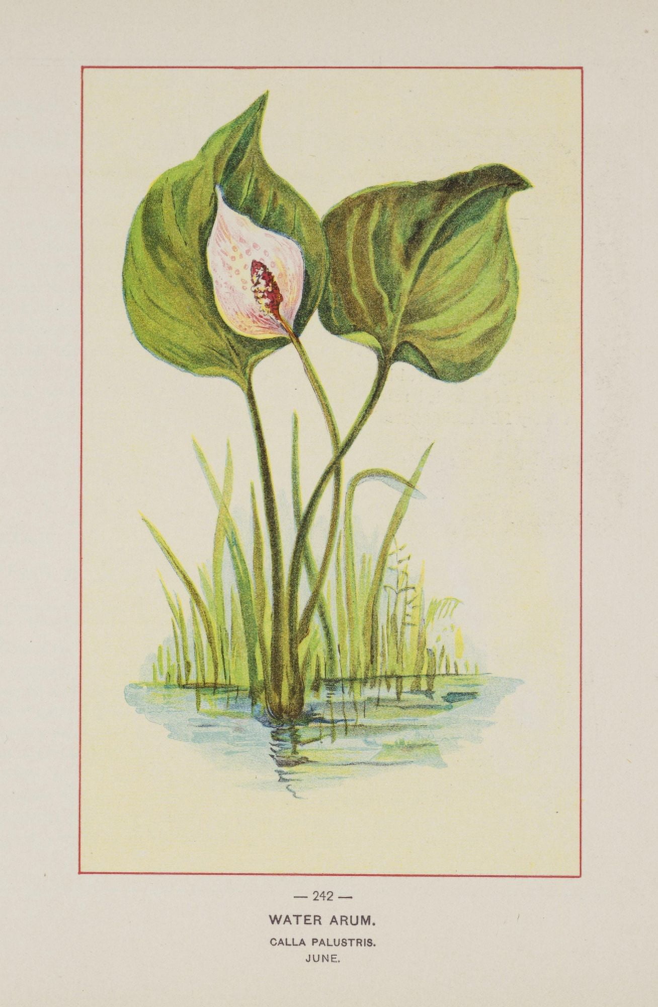 Posterazzi Wild Flowers of America 1894 Water Arum Canvas Art - Unknown (24 x 36)