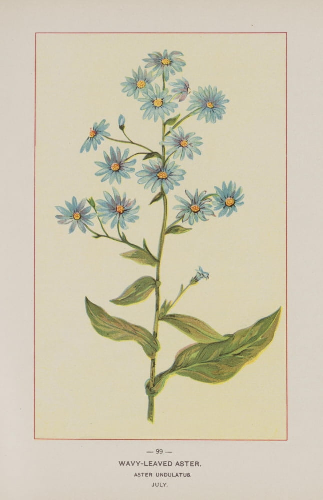 Posterazzi Wild Flowers of America 1894 Wavy-leaved Aster Canvas Art - Unknown (24 x 36)