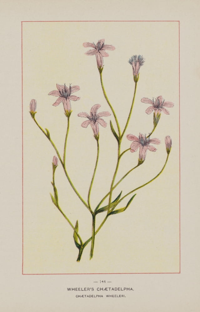 Posterazzi Wild Flowers of America 1894 Wheelers Chaetadelpha Canvas Art - Unknown (24 x 36)