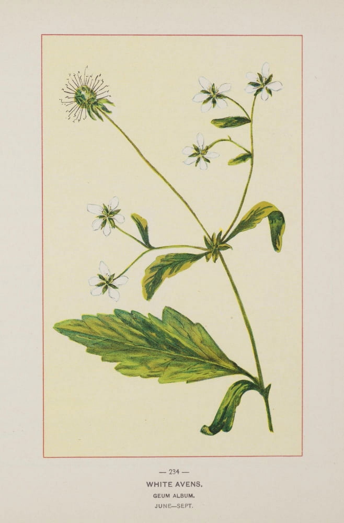 Posterazzi Wild Flowers of America 1894 White Avens Canvas Art - Unknown (24 x 36)