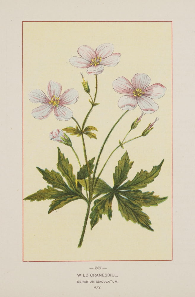 Posterazzi Wild Flowers of America 1894 Wild Cranesbill Canvas Art - Unknown (24 x 36)