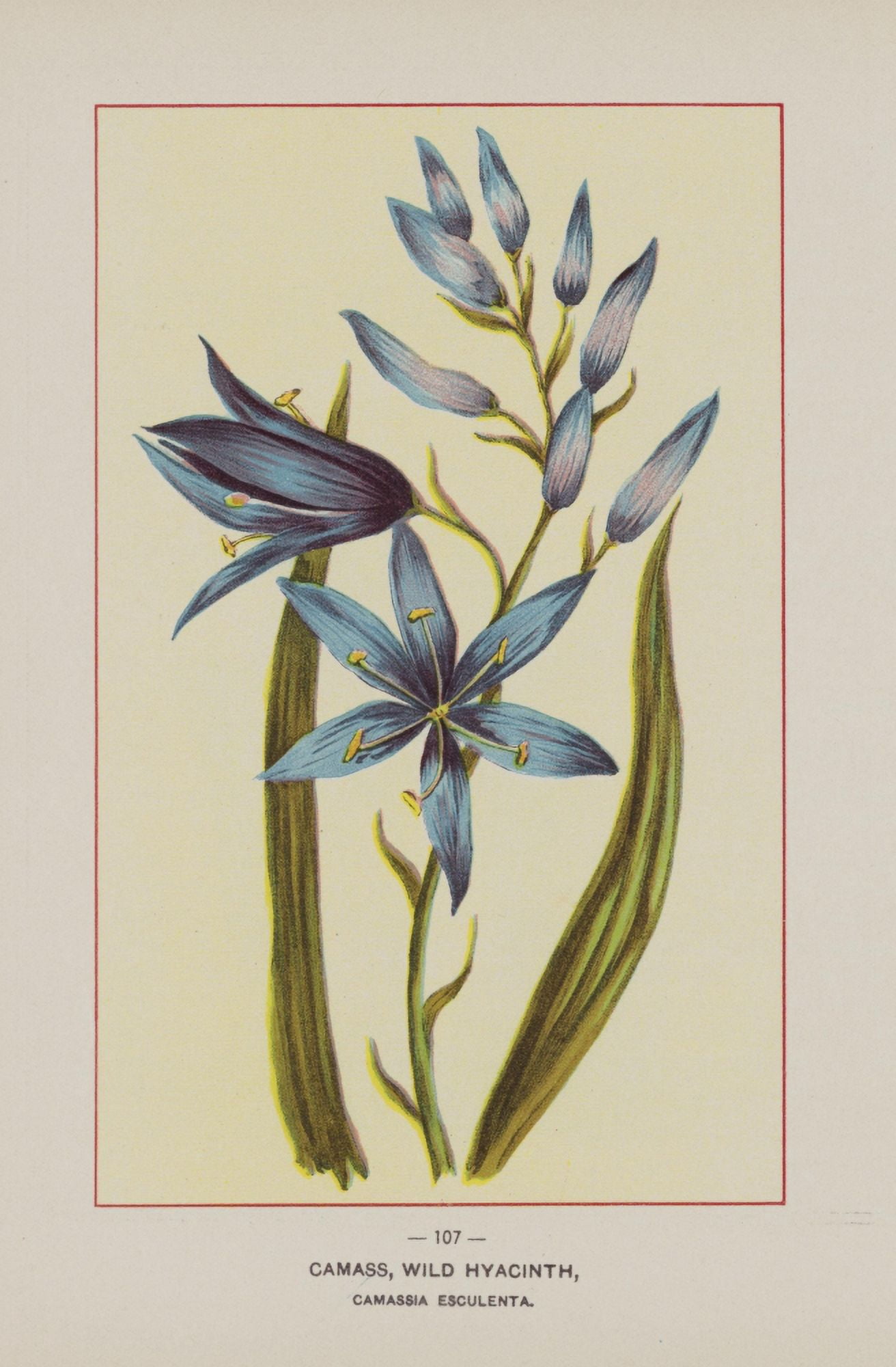 Posterazzi Wild Flowers of America 1894 Wild Hyacinth Canvas Art - Unknown (24 x 36)