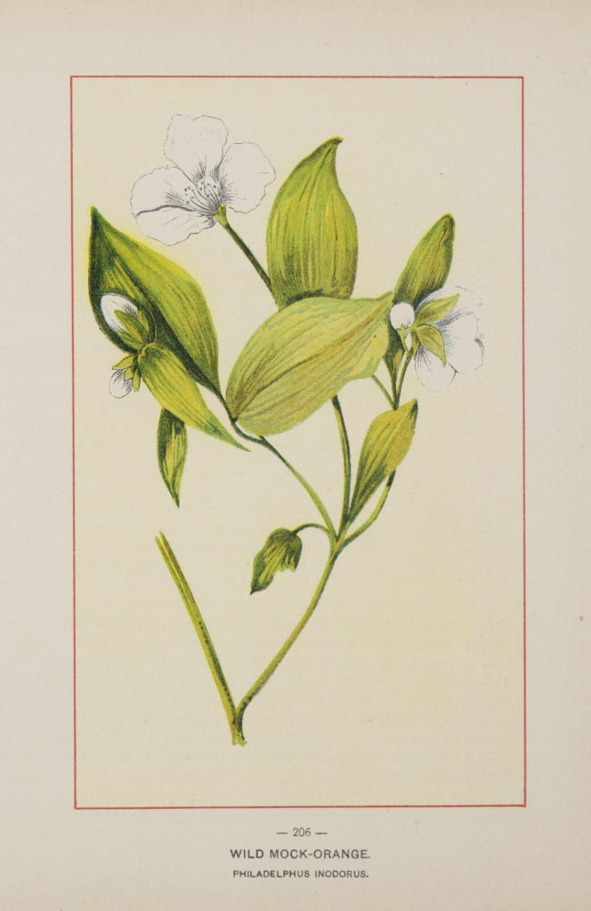Posterazzi Wild Flowers of America 1894 Wild Mock-orange Canvas Art - Unknown (24 x 36)