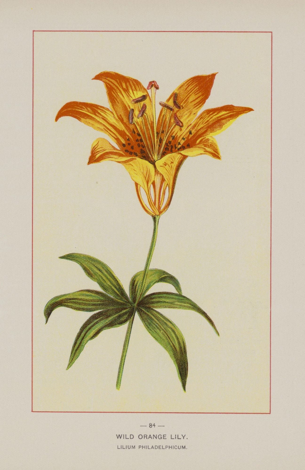 Posterazzi Wild Flowers of America 1894 Wild Orange Lily Canvas Art - Unknown (24 x 36)