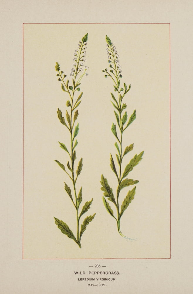 Posterazzi Wild Flowers of America 1894 Wild Peppergrass Canvas Art - Unknown (24 x 36)