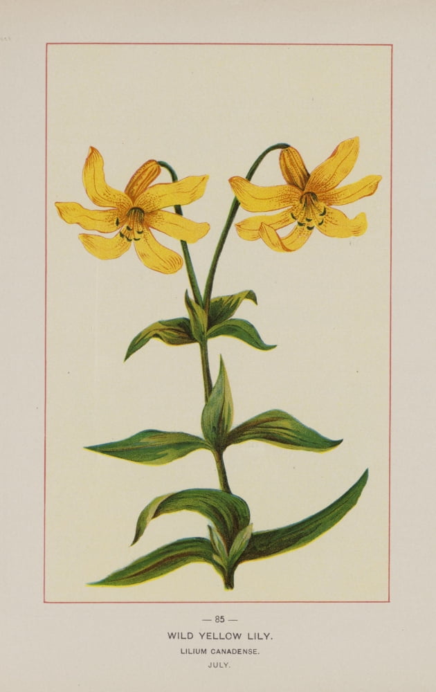 Posterazzi Wild Flowers of America 1894 Wild Yellow Lily Canvas Art - Unknown (24 x 36)