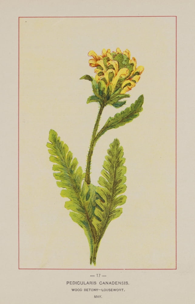 Posterazzi Wild Flowers of America 1894 Wood Betony Canvas Art - Unknown (24 x 36)