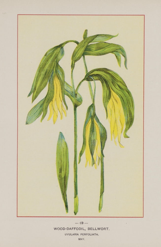 Posterazzi Wild Flowers of America 1894 Wood Daffodil Canvas Art - Unknown (24 x 36)