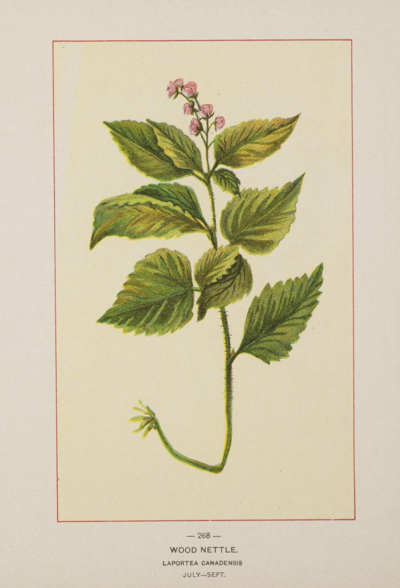 Posterazzi Wild Flowers of America 1894 Wood Nettle Canvas Art - Unknown (24 x 36)