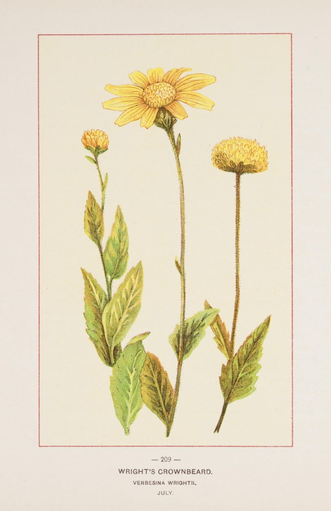 Posterazzi Wild Flowers of America 1894 Wrights Crownbeard Canvas Art - Unknown (24 x 36)