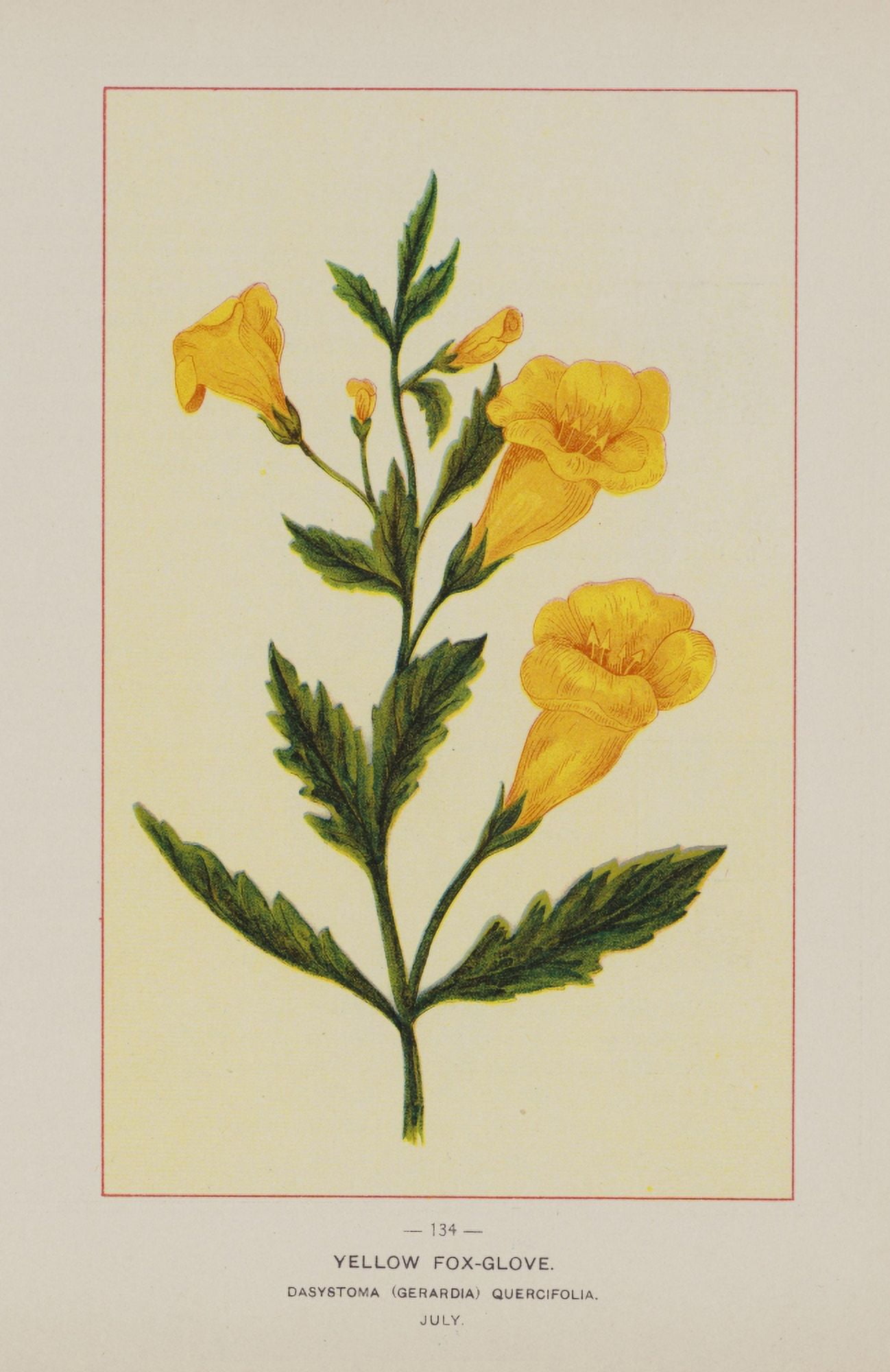 Posterazzi Wild Flowers of America 1894 Yellow Foxglove Canvas Art - Unknown (24 x 36)