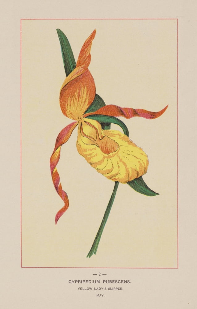 Posterazzi Wild Flowers of America 1894 Yellow Ladys Slipper Canvas Art - Unknown (24 x 36)