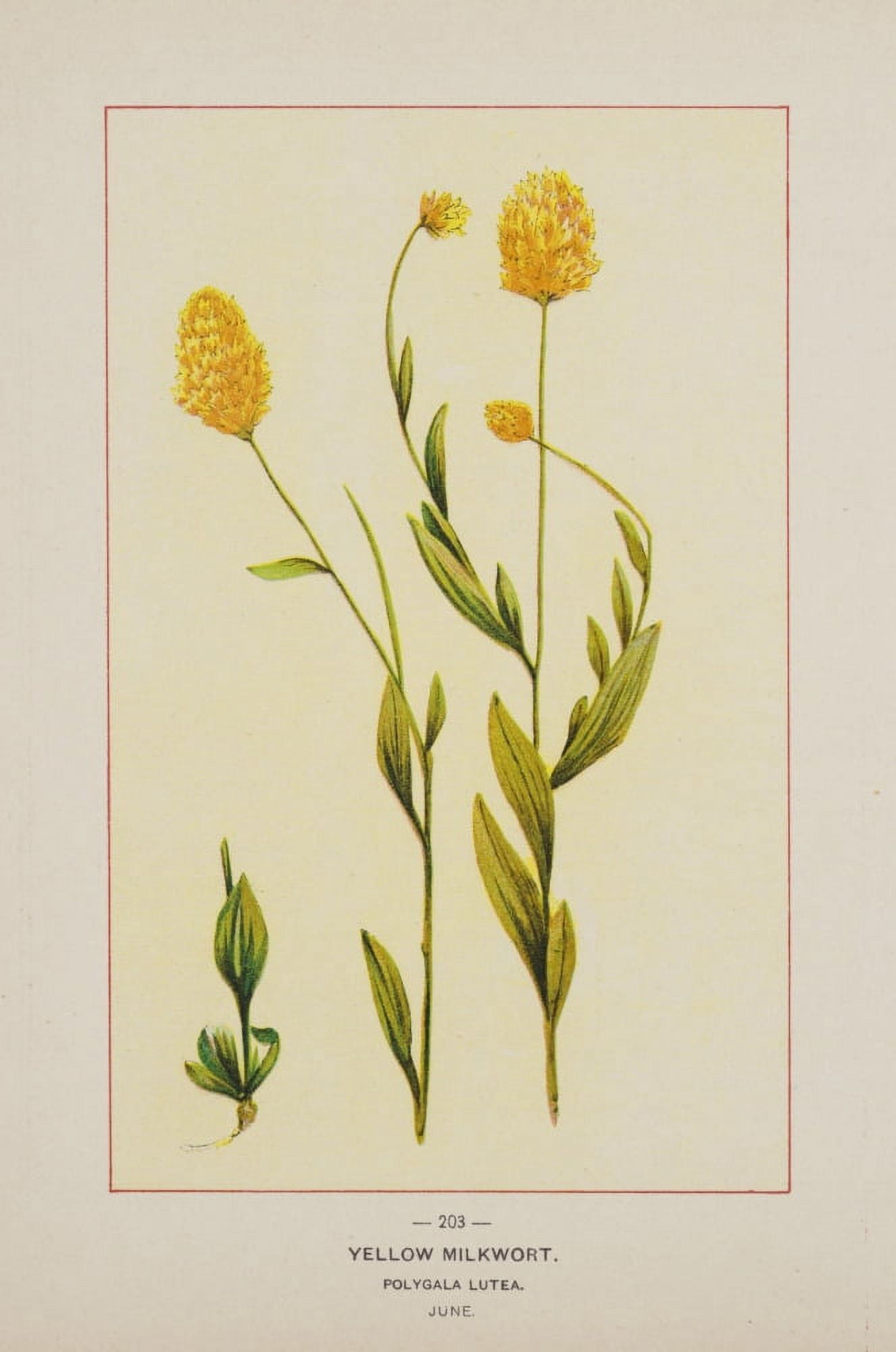 Posterazzi Wild Flowers of America 1894 Yellow Milkwort Canvas Art - Unknown (24 x 36)