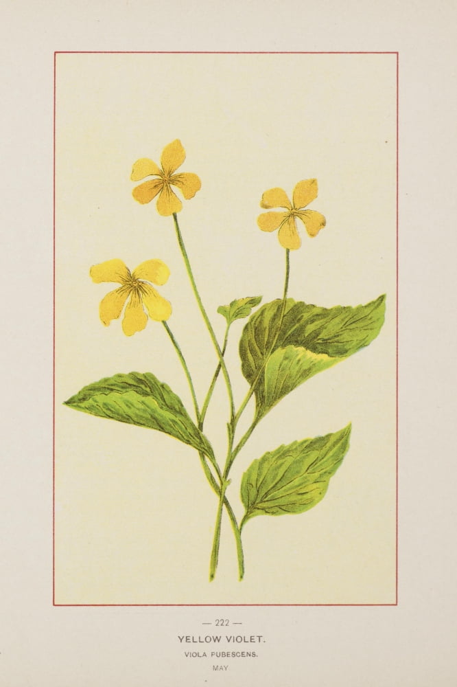 Posterazzi Wild Flowers of America 1894 Yellow Violet Canvas Art - Unknown (24 x 36)