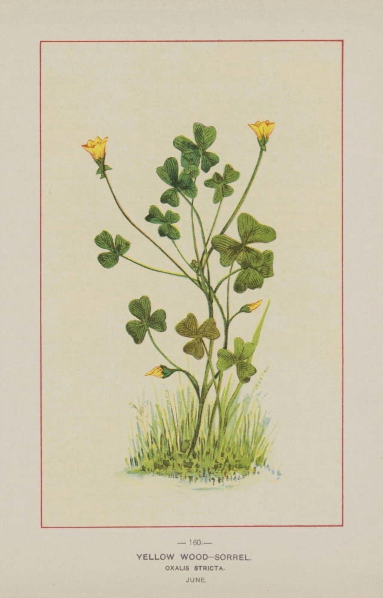 Posterazzi Wild Flowers of America 1894 Yellow Wood-Sorrel Canvas Art - Unknown (24 x 36)