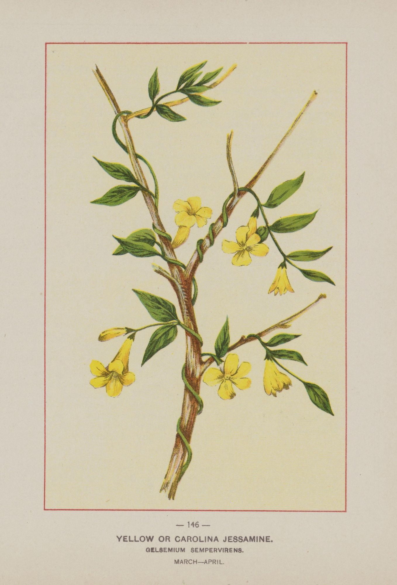 Posterazzi Wild Flowers of America 1894 Yellow or Carolina Jessamine Canvas Art - Unknown (24 x 36)
