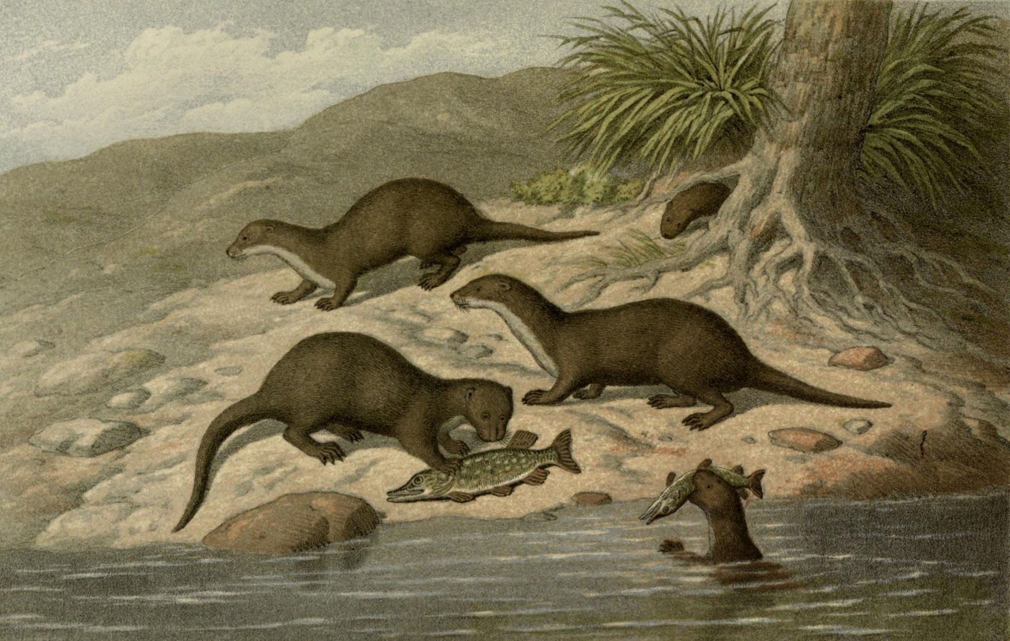 Posterazzi Wild Fowl of Sweden & Norway 1867 Common Otter Canvas Art - M Korner (24 x 36)