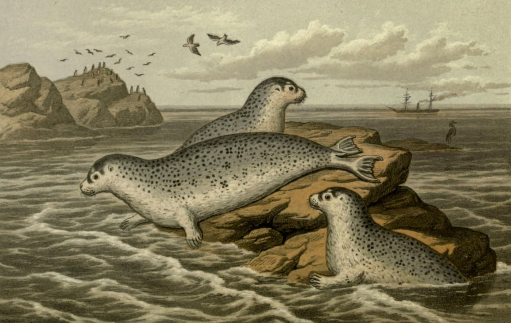 Posterazzi Wild Fowl of Sweden & Norway 1867 Common Seal Canvas Art - M Korner (24 x 36)