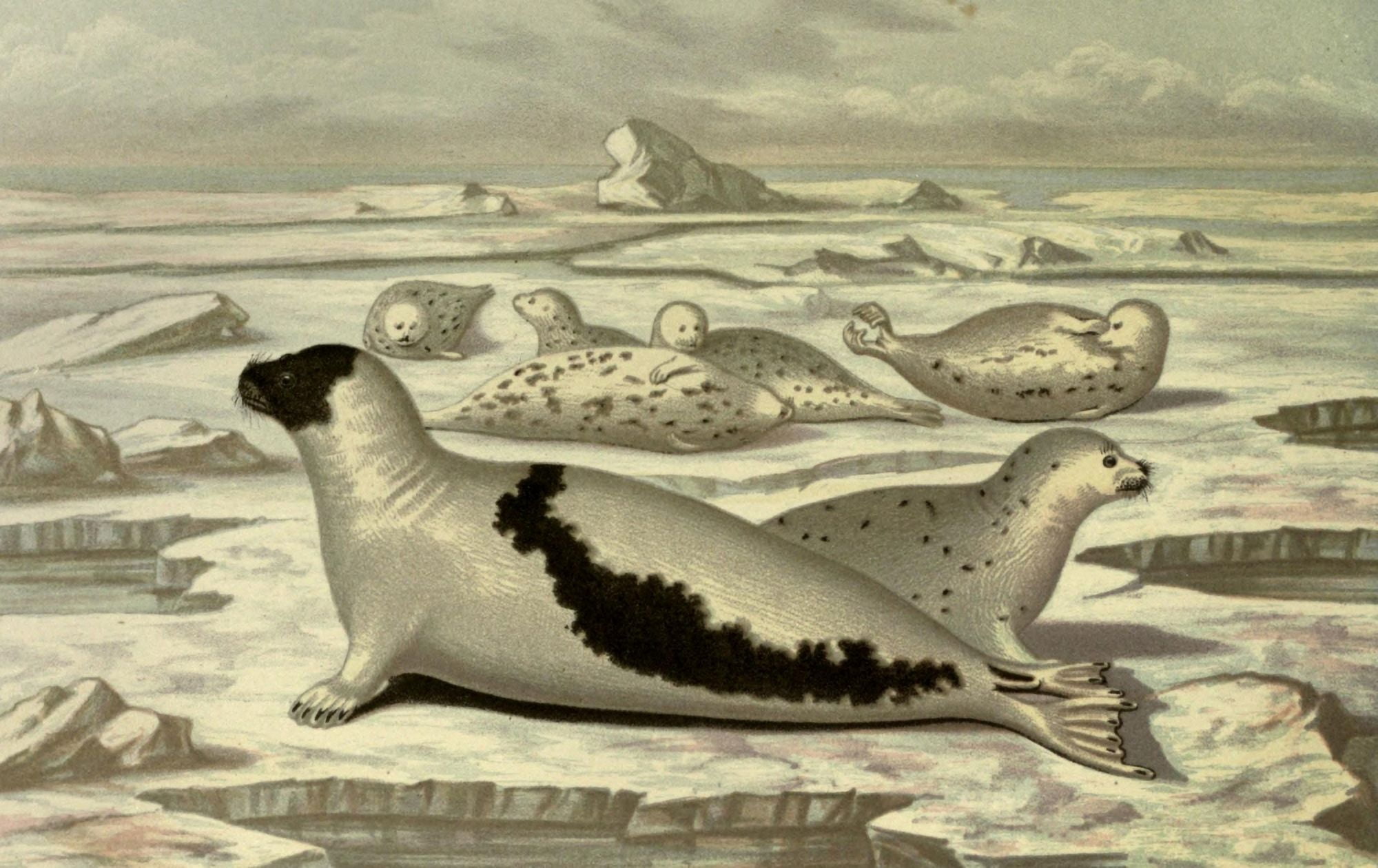 Posterazzi Wild Fowl of Sweden & Norway 1867 Greenland Seal Canvas Art - M Korner (24 x 36)