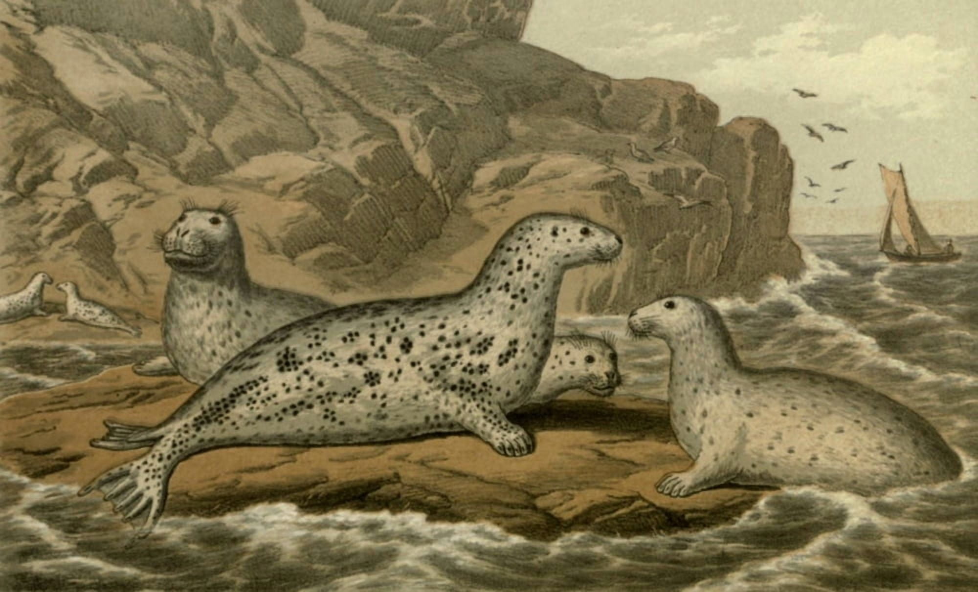 Posterazzi Wild Fowl of Sweden & Norway 1867 Grey Seal Canvas Art - M Korner (24 x 36)