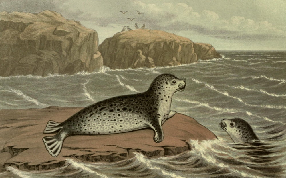 Posterazzi Wild Fowl of Sweden & Norway 1867 Marbled or Ringed Seal Canvas Art - M Korner (24 x 36)