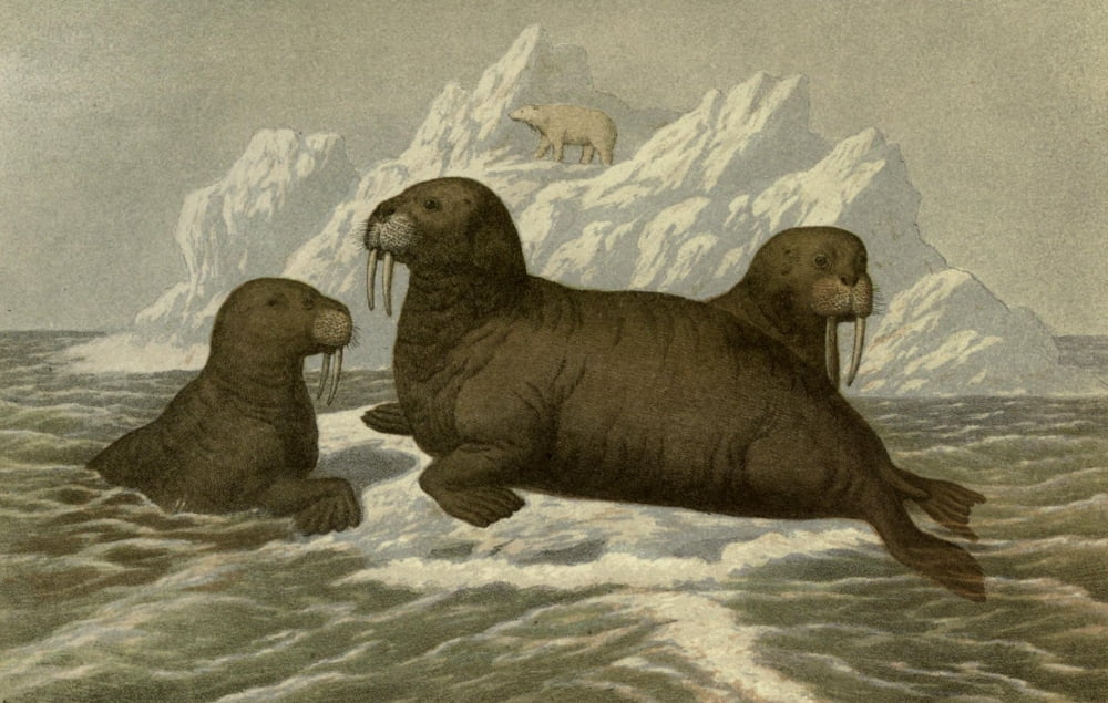 Posterazzi Wild Fowl of Sweden & Norway 1867 Walrus Canvas Art - M Korner (24 x 36)