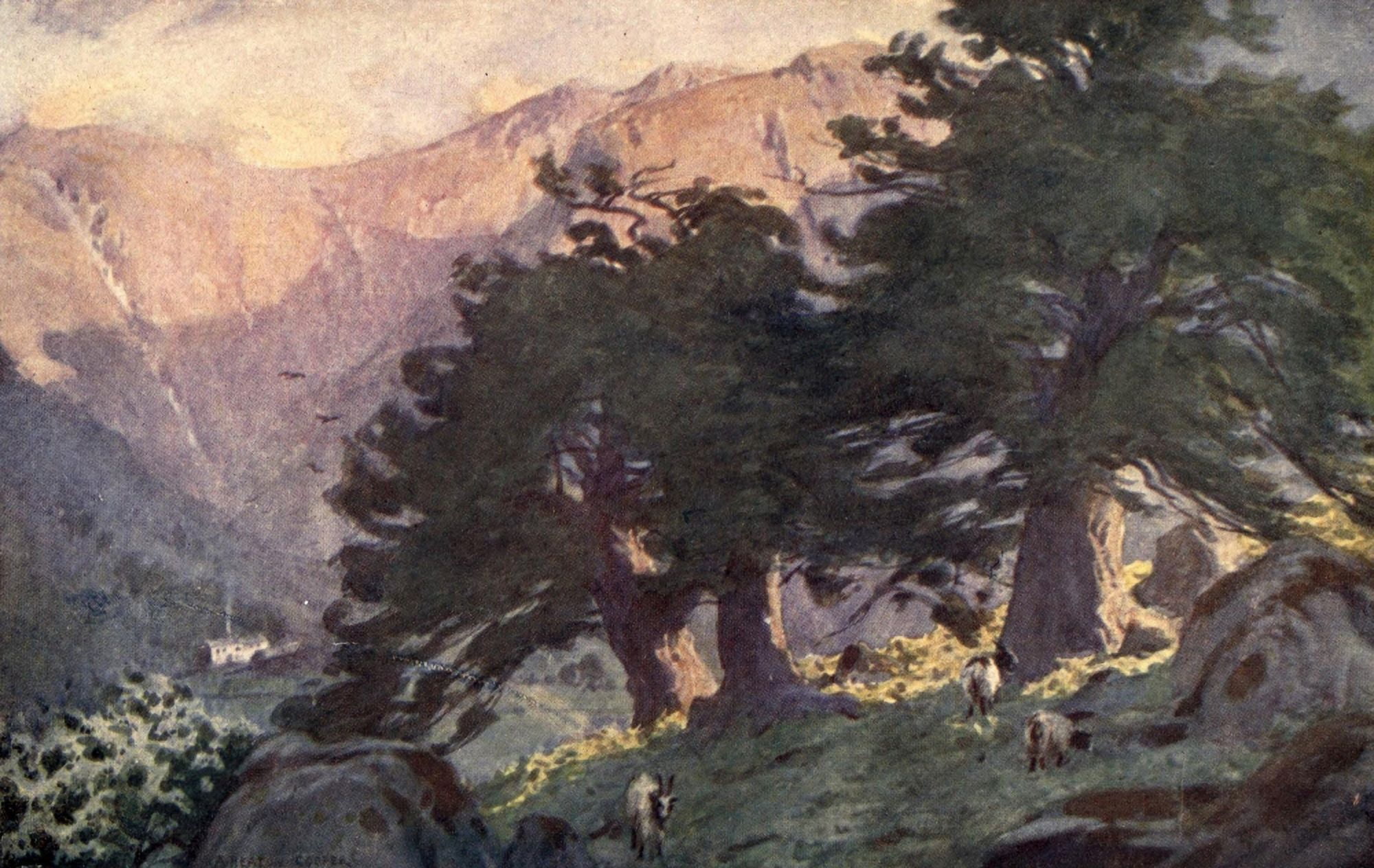 Posterazzi Wild Lakeland 1922 Borrowdale Yews Canvas Art - A Cooper (24 x 36)