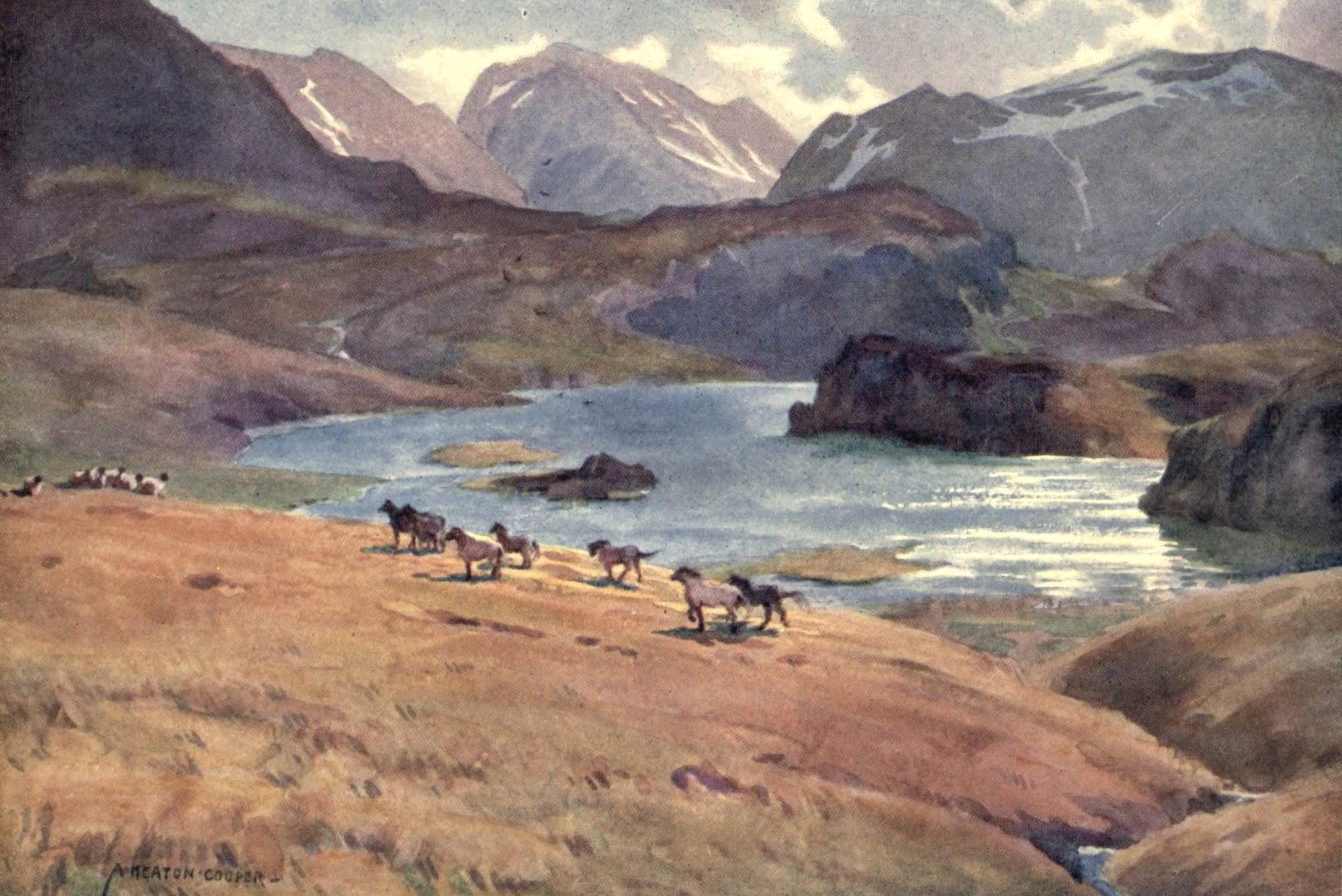 Posterazzi Wild Lakeland 1922 Wild mountain ponies at Angle Tarn Patterdale Canvas Art - A Cooper (24 x 36)