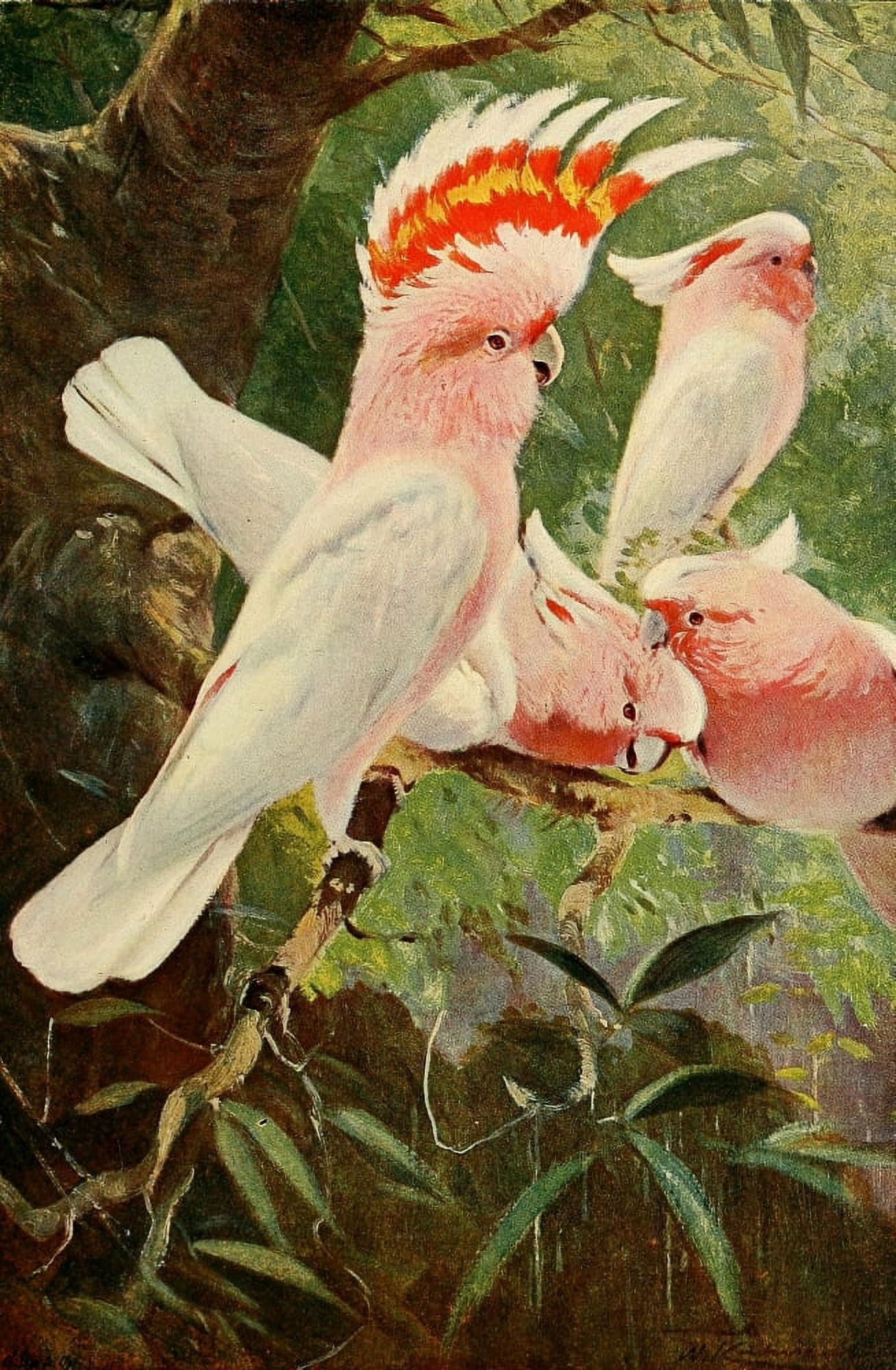 Posterazzi Wild Life of World 1916 Leadbeaters Cockatoo Canvas Art - FW Kuhnert (24 x 36)