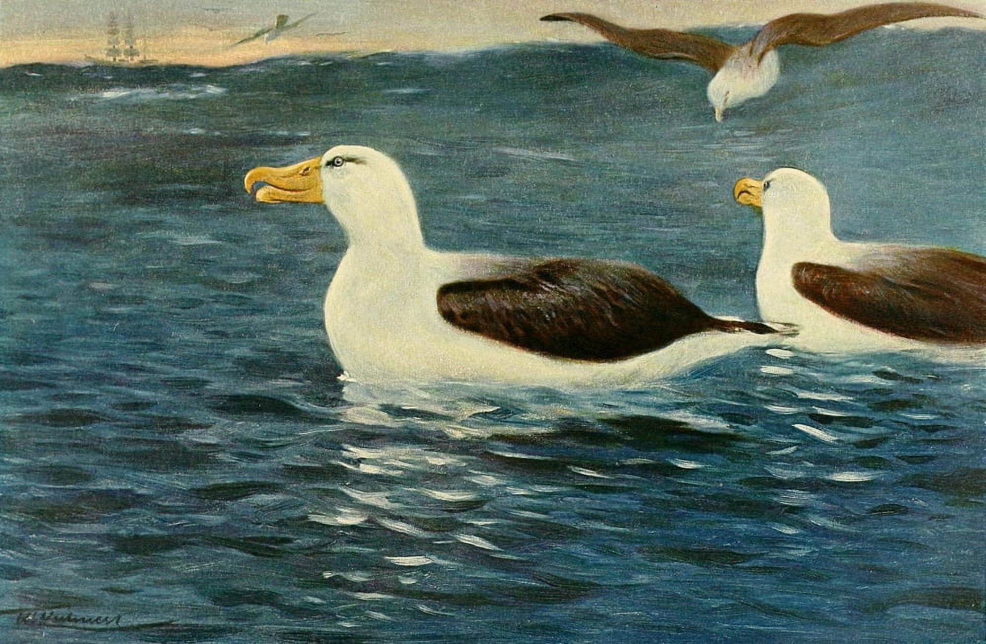 Posterazzi Wild Life of the World 1916 Albatross Canvas Art - FW Kuhnert (24 x 36)